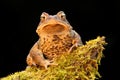 Male American Toad (Bufo americanus) Royalty Free Stock Photo