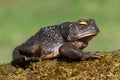 Male American Toad (Bufo americanus) Royalty Free Stock Photo