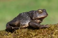 Male American Toad (Bufo americanus)