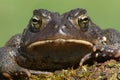 Male American Toad (Bufo americanus) Royalty Free Stock Photo