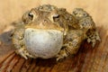 Male American Toad (Bufo americanus) Royalty Free Stock Photo