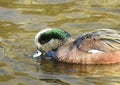 Male American Wigeon Swimming Duck Royalty Free Stock Photo