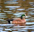 Male American Wigeon Swimming Duck Royalty Free Stock Photo