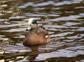 Male American Wigeon Swimming Duck Royalty Free Stock Photo