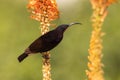 Amethyst sunbird perching on a aloe flower. in South Africa. Royalty Free Stock Photo