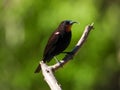 Male amethyst sunbird isolated in the wild Royalty Free Stock Photo