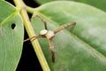 Male Anasujas signature spider, Argiope anasuja male, Satara, Maharashtra Royalty Free Stock Photo