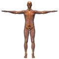 Male Anatomy - Musculature wit Royalty Free Stock Photo