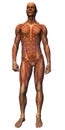 Male Anatomy - Musculature wit