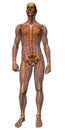 Male Anatomy - Musculature wit Royalty Free Stock Photo