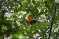 Male Andean cock of the rock, Rupicola peruvianus, also tunki, is a large passerine bird. Royalty Free Stock Photo