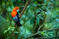 Male of Andean Cock-of-the-rock Rupicola peruvianus lekking and dyplaing in front of females, typical mating behaviour, beautifu Royalty Free Stock Photo