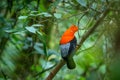 Male of Andean Cock-of-the-rock Rupicola peruvianus lekking and dyplaing in front of females, typical mating behaviour Royalty Free Stock Photo