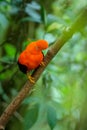 Male of Andean Cock-of-the-rock Rupicola peruvianus lekking and dyplaing in front of females, typical mating behaviour Royalty Free Stock Photo