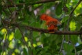 Male of Andean Cock-of-the-rock Rupicola peruvianus Royalty Free Stock Photo