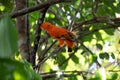 Male of Andean Cock-of-the-rock Rupicola peruvianus Royalty Free Stock Photo