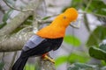 The male Andean cock-of-the-rock (Rupicola peruvianus) Royalty Free Stock Photo