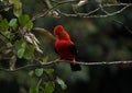 Male andean cock-of-the-rock Rupicola peruvianus tunki passerine bird cotinga on tree branch near Machu Picchu Peru Royalty Free Stock Photo