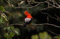 Male andean cock-of-the-rock Rupicola peruvianus tunki passerine bird cotinga on tree branch near Machu Picchu Peru Royalty Free Stock Photo