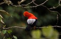 Male andean cock-of-the-rock Rupicola peruvianus tunki passerine bird cotinga on tree branch near Machu Picchu Peru Royalty Free Stock Photo