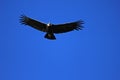 Male andean condor flying close