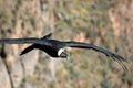 Male andean condor flying close