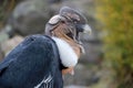 Male andean condor portrait, Ecuador Royalty Free Stock Photo