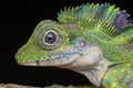 A male angle head lizard, Gonocephalus grandis
