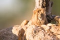 Male Angola lion portrait sitting on rocks with a tree as background.