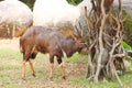 A male Angus antelope (Tragelaphus angasii) Royalty Free Stock Photo