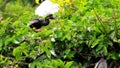 Male Anhinga on branch & chick in nest