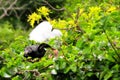 Male Anhinga on branch feeding chicks in nest