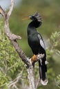 Male Anhinga in breeding plumage perching in a dead tree - Florida