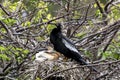 Male Anhinga and Chicks Royalty Free Stock Photo