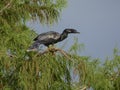 Male Anhinga in a Cypress Tree Royalty Free Stock Photo