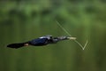 Male Anhinga In Flight