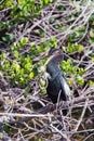 Male Anhinga sitting on a tree branch.Big Cypress National Preserve.Florida.USA