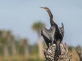 Male Anhinga Spreading its Wings to Dry