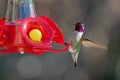 Male Anna`s humminbird gets its balance as it drinks from a bright red bird feeder