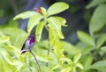 Male Anna`s hummingbird Calypte anna