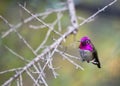 Male Anna`s hummingbird Calypte anna Royalty Free Stock Photo