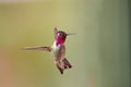 A male Anna\'s Hummingbird (Calypte anna) hovering mid air, Arizona Royalty Free Stock Photo