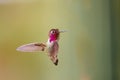 A male Anna\'s Hummingbird (Calypte anna) hovering mid air, Arizona Royalty Free Stock Photo