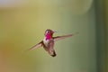 A male Anna\'s Hummingbird (Calypte anna) hovering mid air, Arizona Royalty Free Stock Photo