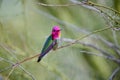 Male Anna\'s Hummingbird (Calypte anna) Sitting on a Branch showing Gorget Royalty Free Stock Photo