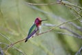 Male Anna\'s Hummingbird (Calypte anna) Sitting on a Branch showing Gorget Royalty Free Stock Photo