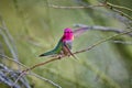 Male Anna\'s Hummingbird (Calypte anna) taking flight and showing Gorget Royalty Free Stock Photo