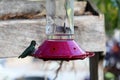 California Wildlife Series - Anna Hummingbird at feeder - Calypte Anna Royalty Free Stock Photo