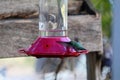 California Wildlife Series - Anna Hummingbird at feeder - Calypte Anna Royalty Free Stock Photo