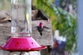 California Wildlife Series - Anna Hummingbird at feeder - Calypte Anna Royalty Free Stock Photo